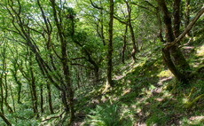 Beyond carbon offsetting: Inside the corporate drive to revive Britain's dwindling rainforests