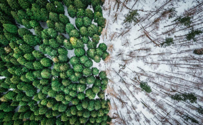 SBTi: Board accused of 'damaging trust' as row over role of carbon offsets escalates