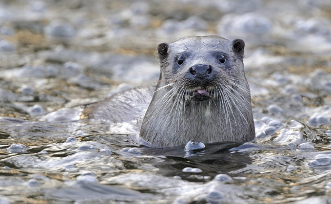 Otters among wildlife being harmed by toxic chemicals | Credit: Andy Rouse Otters among wildlife being harmed by toxic chemicals | Credit: Andy Rouse