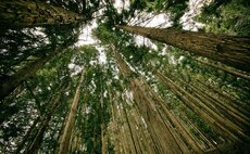 'Claims Code of Practice': Could a new VCMI rating system bring credibility to corporate carbon credit claims