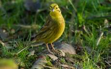 'The right tree in the right place': Aviva stumps up £10m for Woodland Trust carbon removals