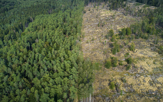 Why biodiversity loss is a bigger risk to businesses than carbon emissions