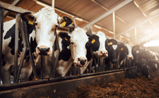 'Serious errors': Campaigners urge FAO to retract study downplaying emissions savings from low meat and dairy diets