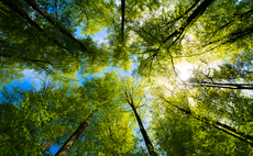 'Incentivise and recognise': Green NGOs and businesses call for more investment in carbon credits markets 