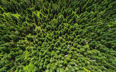 BNEF: Carbon credit prices will fail to pick up without better standards