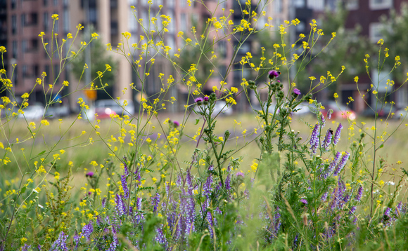 Biodiversity Net Gain: Can Defra's proposed new planning rules deliver on their promise?