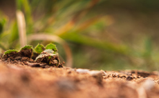 BeZero Carbon launches 'world first' rating system for 'ex-ante' carbon credits