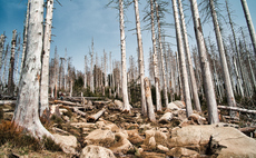 How half of global GDP could be wiped out by nature-related risks