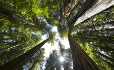 Expanded Emissions Trading Scheme could 'unlock' over 100,000 hectares for woodland creation