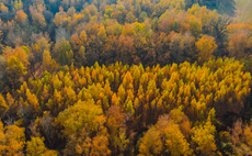 Climate Crisis Advisory Group: Voluntary Carbon Market has potential to be a 'significant force for good'