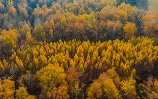 Climate Crisis Advisory Group: Voluntary Carbon Market has potential to be a 'significant force for good'