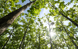 'The timeline is too long': SBTI urged to confirm offsetting guidance for corporate supply chains this year