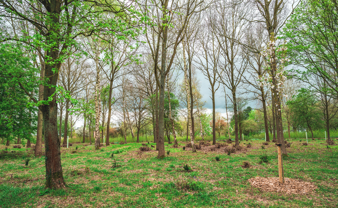 Carbon markets: Forestry Commission confirms details of next Woodland Guarantee Auction