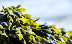 New Look partners with seaweed cultivator Carbon Kapture 