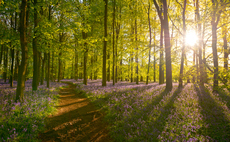 Green Tories back plans to boost UK woodlands