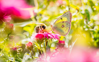 'A turning point for nature and society': Dramatic adoption of EU Nature Restoration Law paves way for green policy overhaul