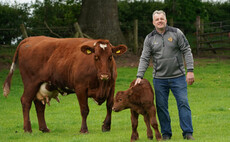 Morrisons to cut beef emissions by switching cows to seaweed-based feed