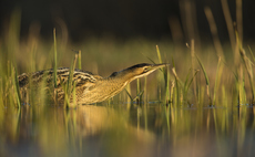 New £30m fund aims to harness nature to boost Norfolk water security 