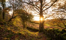 Aviva awards $38m of funding to help restore Britain's lost rainforests