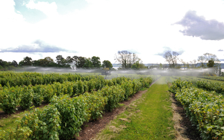 Ribena harnesses AI to detect blackcurrant farms' biodiversity hotspots 