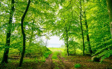 Over half of FTSE 100 companies now engaged in tree-planting initiatives 
