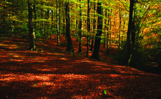 Government set to miss tree-planting target, National Audit Office warns