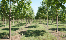 The five most common questions from carbon buyers